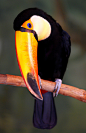 daintinq:

Toucan by IN CHERL KIM on Flickr