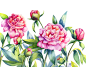 Watercolor pink peonies : watercolor botanical illustration