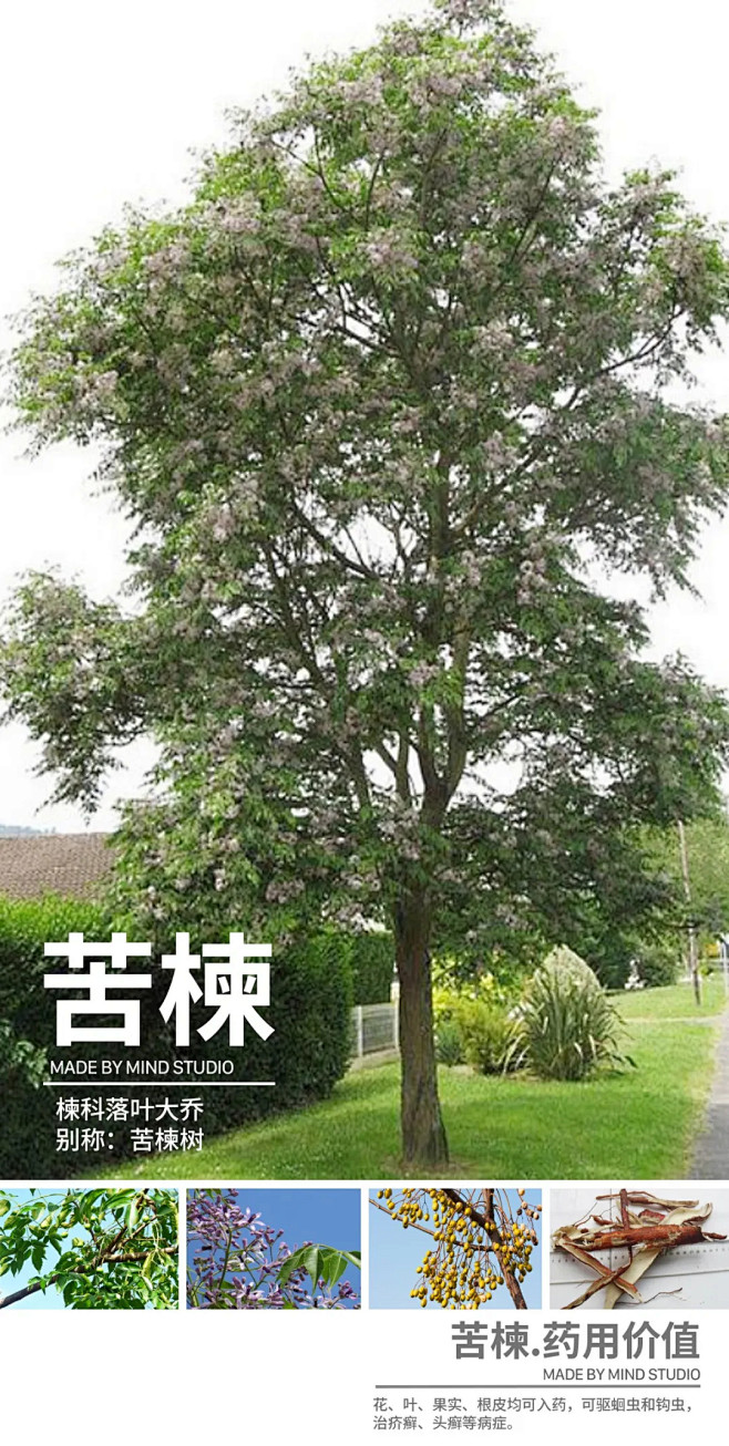 干货 | 具有药用价值的园林植物 : M...