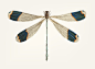手绘的蓝色小蜻蜓矢量图素材