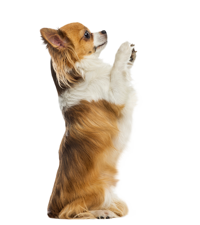 猫狗兔子动物