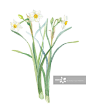 水仙花,插图画法,植物,水彩画,白色背景正版图片素材