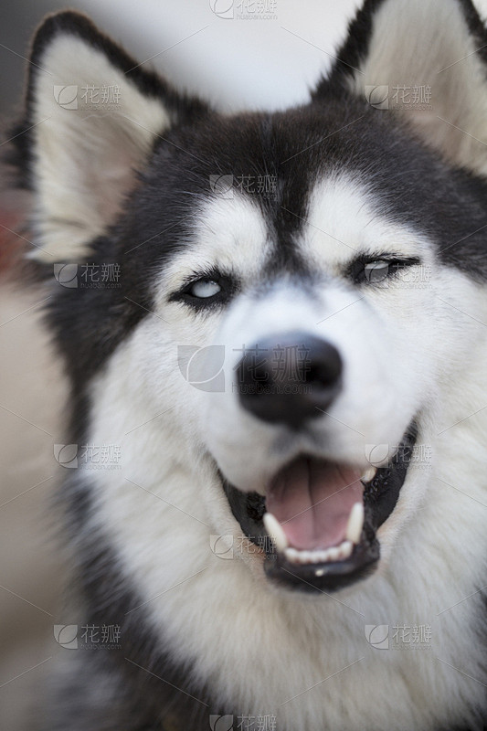 人的脸部,特写,西伯利亚哈士奇犬,白色,...
