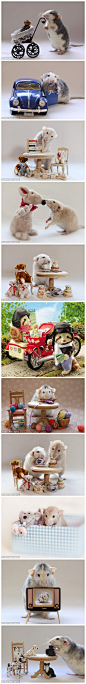 Ellen Van Deelen 宠物鼠写真集 | 荷兰摄影师Ellen Van Deelen 给“波皮”（Poppy）、“萨菲”（Saffie Froppy）和“罗西”（Rosie）3只宠物鼠拍摄了一套“写真集”。照片中的老鼠们模仿人类的样子做珠算、织毛衣、与家人一起喝茶。演绎着现实版的“森林家族”。