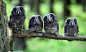 4 siblings on a tree by Fotodima 