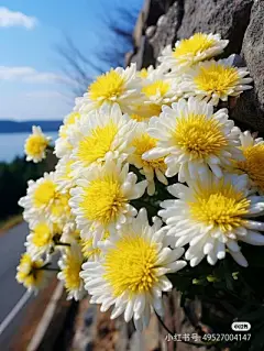 花草集 - 高清图片，堆糖，美图壁纸兴趣社区