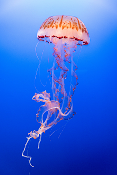 落鑫宇采集到海洋生物