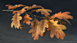 Plant Studies 5 Oak-1 - Leaves, P Akerman : I wanted to learn how to model a tree from scratch, so I found some photos of an old oak in Norway I visited some years ago.
Where I live right now oaks dont grow wild (too cold), so no live studies this time.
I
