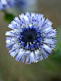 Globularia alypum L.