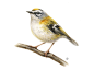 bird fauna inspiration watercolor naturalistic realistic commercial ILLUSTRATION  book Europe