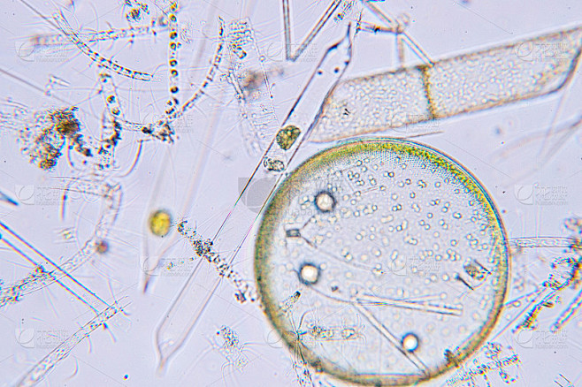 显微镜下的海洋水生浮游生物