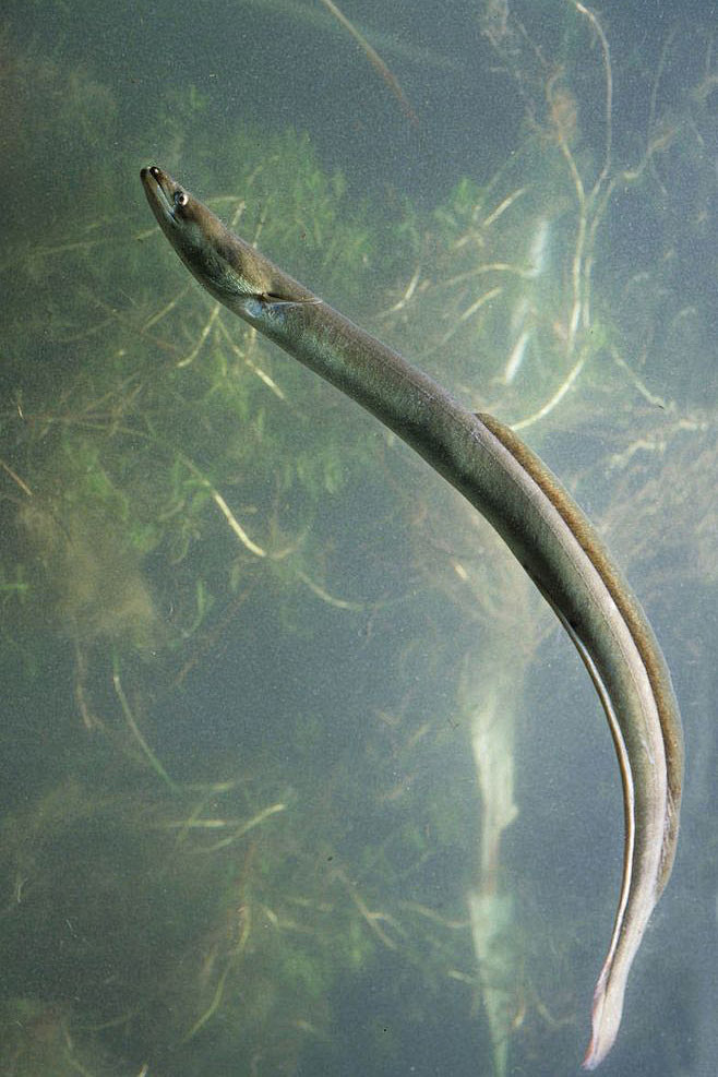 鳗鲡目·鳗鲡科:鳗鲡
