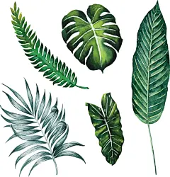 矢量手绘大叶子芭蕉叶树叶植物自然素材