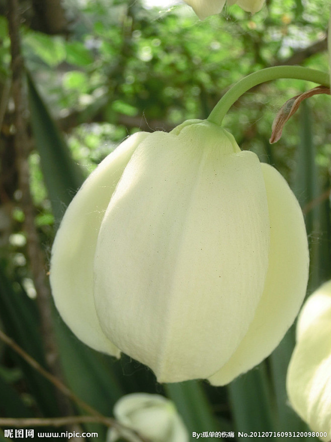 丝兰，塞舌尔国家的国花，软叶丝兰、毛边丝兰，龙舌兰科(Agavaceae)，丝兰属。花(果)期，夏秋季节。原产北美洲，现温暖地区广泛作露地栽培 ...