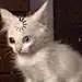 猫加载中