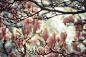 General 2048x1365 magnolia blossoms nature plants pink bright