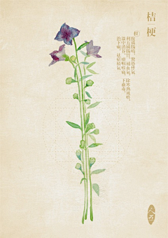 木槿物语ss采集到插画2