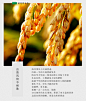 小饭围创意文案——一粒有态度的大米，每天都在认真生活！