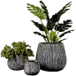 盆栽、盆景、植物png