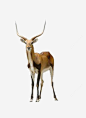 西藏羚羊高清素材 动物 羊 羊角 羚羊 藏羚羊 元素 免抠png 设计图片 免费下载