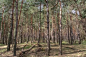 Debrowski the forest near the village of Pokrovka in the Dnipropetrovsk region of Ukraine. April 200