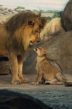 com小来福我不爱看暴走漫画采集到动物采集来福一家三口我不爱看暴走