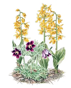 【日本画家祝部征夫绘画作品 】
祝部征夫的静物和花草作品，给人以清新、干净、淡雅的感觉 。