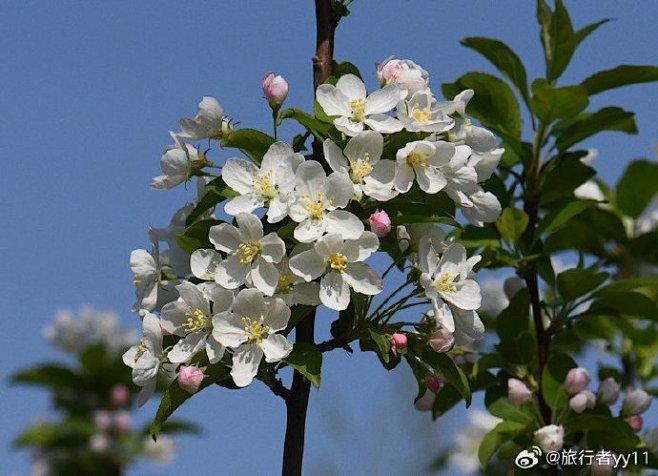花红1