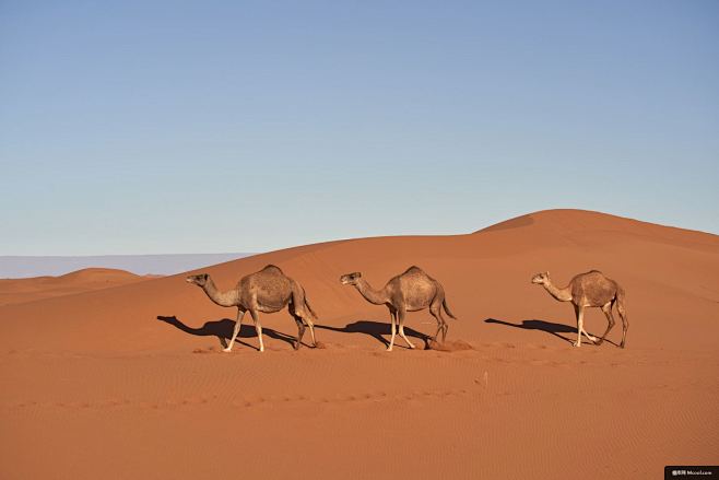 摩洛哥撒哈拉沙漠阴影单峰骆驼动物摄影图片图片壁纸