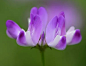 3-紫云英（Astragalus sinicus）豆科（Fabaceae）黄芪属