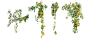 攀爬类植物 (63)