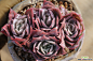 玫瑰女王群生一体
Graptoveria 'Rose Queen'