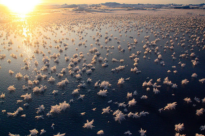 Frost Flowers In The...