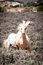 New Mexico Mustangs