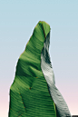 最小 纹理 绿色 叶 植物 性质 风景摄影图片图片壁纸