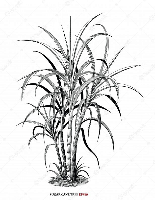 甘蔗树植物插图复古雕刻风格黑白剪贴画隔离...