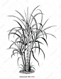 甘蔗树植物插图复古雕刻风格黑白剪贴画隔离高级矢量