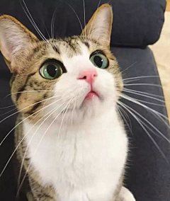 淡淡空烟火采集到爱呀爱呀猫猫咪