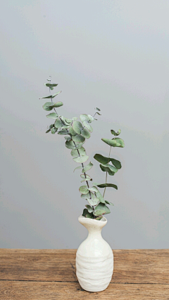 en-呐采集到绿植