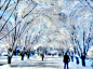 来自相册石河子大学雪景