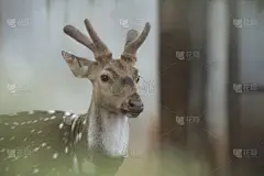 自然,鹿,壁纸,接力赛,背景,雄鹿,常见的白尾鹿,野生动物,人的头部,水平画幅