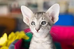 点击来源直接获取大图文件 |小猫咪的生日