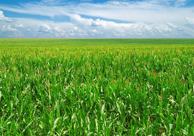 阳光下的玉米地