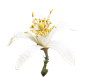 素材·白花_16