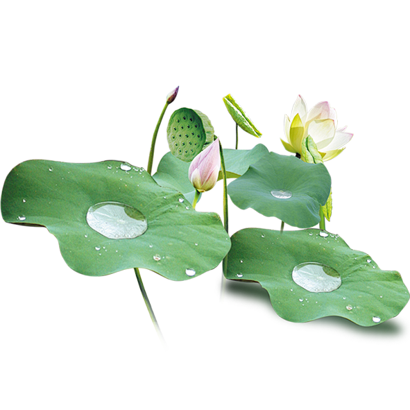 免扣 透明 素材 png 荷叶 莲花 手...