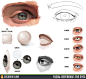 Facial Reference: The Eyes by CGCookie