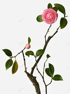 卡通鲜花高清素材 免抠 设计图片 免费下载 页面网页 平面电商 创意素材 png素材