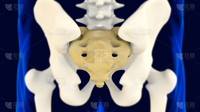 骶骨和尾骨解剖3D渲染