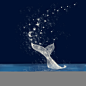 米吸手绘素材－鲸鱼
