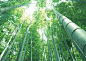 竹林风景- 仰视有点弯曲的竹子高清摄影图片素材